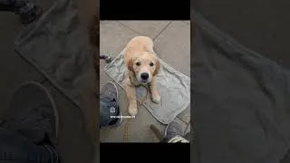 Thumbnail: 11 wk old first town walk #goldenretriever #dogtraining #pets #cute #cutebaby #cuteanimals #cafe