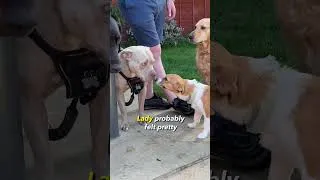 Thumbnail: Golden Retriever Helps Transform this brave rescue puppy