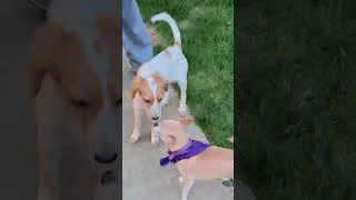 Thumbnail: Golden Retriever meets tiny Chihuahua for the first time