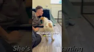 Thumbnail: Watch our Golden Retriver Welcome a Rescue Puppy Into Our Home