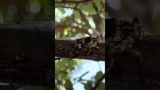 Thumbnail: Sydney cicada