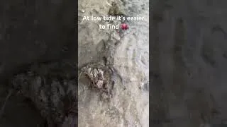 Thumbnail: Octopus at Spit Bridge