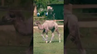 Thumbnail: Good hair clearly runs in the name 😆 🐫 #ClarksonsFarm
