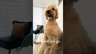 Thumbnail: Right here with you mommy, oh Doodle life 🐾❤️ #dog #doodle #goldendoodle #youtubedogs