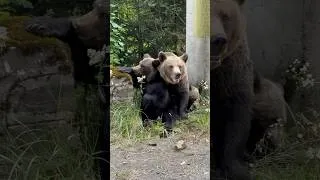 Thumbnail: BEARS on the Transfagarasan 😳🥰 #romania #travelromania #crazyanimals #transfagarasan