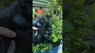 Thumbnail: Garden pest protection