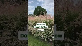 Thumbnail: You want privacy and color in the garden,