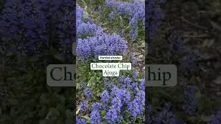 Thumbnail: For those who are fed up with lawn care