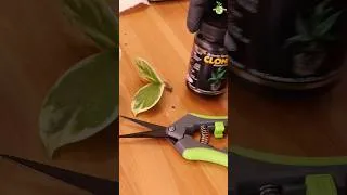 Thumbnail: I Took the Risk… Cutting My Most Expensive Hoya! ✂️😰 #thegreenearth #plants