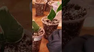 Thumbnail: Propagate With Me 🌿 | Propagating Hoyas for My Plant Shop #thegreenearth #plants