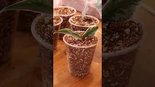Thumbnail: 🌿 Unbox & Propagate With Me | Another Rare Hoya Plant Unboxing & Propagation #thegreenearth #hoya