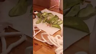 Thumbnail: Hoya Unboxing & Propagation #thegreenearth #plants #hoya