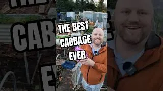 Thumbnail: Growing the BEST cabbage for autumn #gardening #allotment  #growyourownfood #nodig
