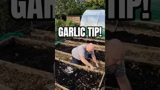 Thumbnail: How to plant Garlic #gardening #garlic #howtoplant #10inches