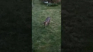 Thumbnail: When you get a cute little Muntjac deer in the garden. #animalfriends #muntjac #deer