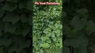 Thumbnail: How to Fix Your Tomatoes #garden #food #trending #season #tips