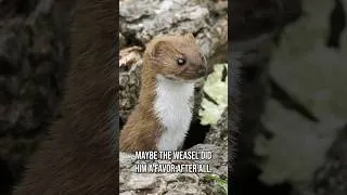 Thumbnail: The Weasel That Ruined a Greek Actor's Career #history #ancientgreece
