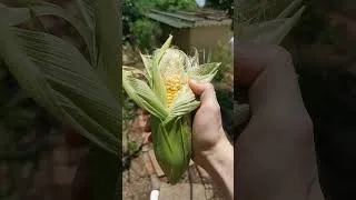 Thumbnail: Garden Harvest from the Backyard Vegetable Isle 🧑‍🌾 #gardenharvest