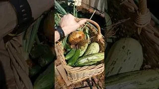 Thumbnail: Garden Harvest after the Rain 🥒 #gardenharvest
