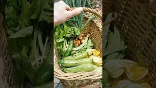 Thumbnail: Beautiful Garden Harvest in the Backyard Garden 🥒 #gardenharvest