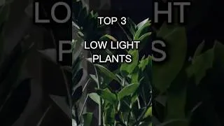 Thumbnail: TOP 3 Low Light Plants That Don't Need Sunlight 🌿
