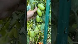 Thumbnail: 😬Worried about your produce ripening in time? In zone 4A Minnesota, this is certainly on my mind!