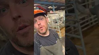 Thumbnail: We’ve lost a member of the team!? #hooftrimming #hoofgp #theherd