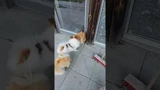 Thumbnail: MY DOGS ARE PLAYING WITH EATCH OTHER😊❤️ (VIDEO PART 107) (PART 4) #puppy #dog #pomeranian