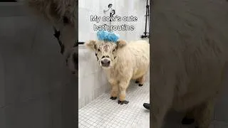 Thumbnail: My Cute Cow's Bath Routine 🫧