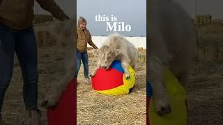 Thumbnail: My cow has a funny life