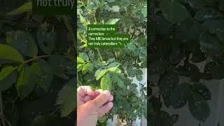 Thumbnail: Garden stroll clarifications!