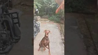 Thumbnail: Bring the Ball Training 🐾🎾 | Smart Dog Moments #dog #dogtraining