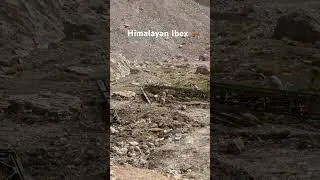 Thumbnail: Himalayan Ibex 🦌 #ladakh2026 #automobile #automobile #lehladakhtourism #soloride #travel #mountain