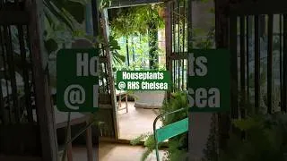 Thumbnail: Sneak peak inside the houseplants studios at RHS Chelsea 2026 😆🌿 #rhschelsea #houseplants #plants