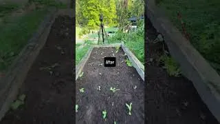 Thumbnail: Before | After Fall Garden Planting