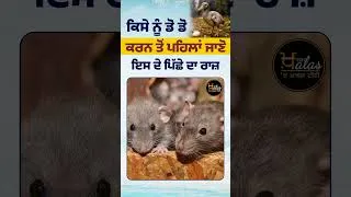 Thumbnail: ਕਿਸੇ ਨੂੰ ਡੋ ਡੋ ਕਰਨ ਤੋਂ ਪਹਿਲਾਂ ਜਾਣੋ ਇਸ ਦੇ ਪਿੱਛੇ ਦਾ ਰਾਜ਼ #Dodo #Dodobird #thekhalastv