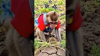 Thumbnail: Monkey Nana Plants Seeds and Takes Care of the Garden! 🌱🐒🚜