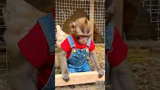 Thumbnail: Baby Monkey Fixes Broken Chicken Coop 🐒🐓🔨#MonkeyNana #ChickenCoop #FarmLife #FunnyMonkey #Shorts