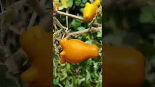 Thumbnail: Discovering weird fruits in Indonesia! 🇮🇩