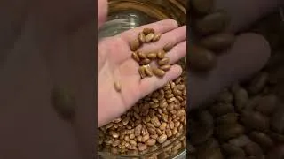 Thumbnail: Prepping Pintos for Canning!