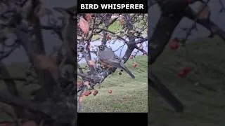 Thumbnail: Bird Whisper | A Robin Let Me Gently Pet It