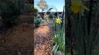 Thumbnail: Quick raised bed garden tour - end of winter - South coast NSW, Australia