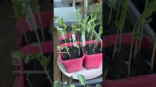 Thumbnail: Another grow light VS natural light germination comparison. It’s a HUGE difference