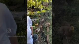 Thumbnail: Chickens, I’m home!