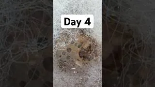 Thumbnail: Watching Chicken Rot in a Jar - Day 4
