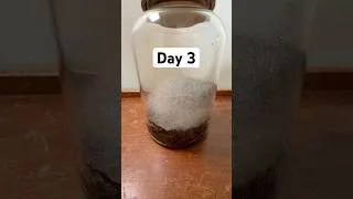 Thumbnail: Watching Chicken Rot in a Jar - Day 3