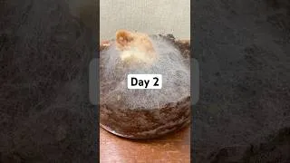 Thumbnail: Watching Chicken Rot in a Jar - Day 2