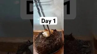 Thumbnail: Watching Chicken Rot in a Jar - Day 1