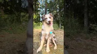 Thumbnail: Meet Rover! 🐾🩵#puppy #farmlife #shorts