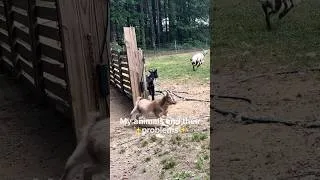 Thumbnail: Who do you think has the funniest quirk? 😂 #farmlife #funny  #animals